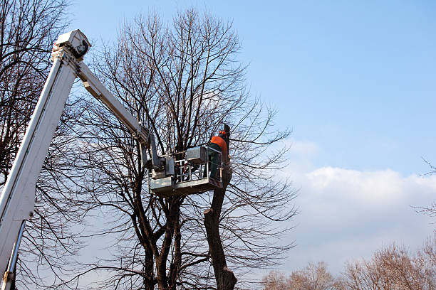 Best Palm Tree Trimming  in Jefferson Valley Yorktown, NY
