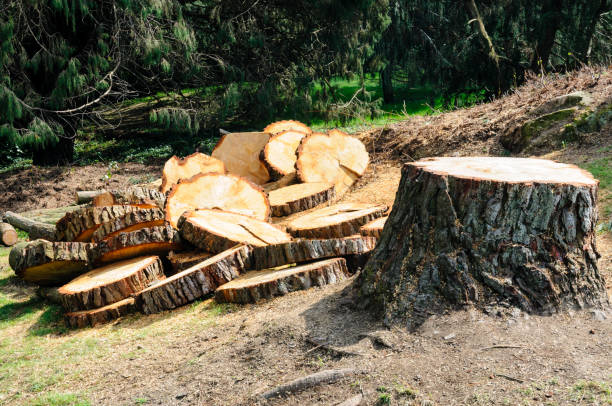Best Utility Line Clearance  in Jefferson Valley Yorktown, NY